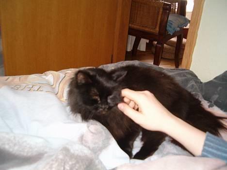 Norsk Skovkat Emma billede 19