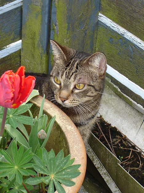 Huskat Silke - Silke min smukke misser  billede 1