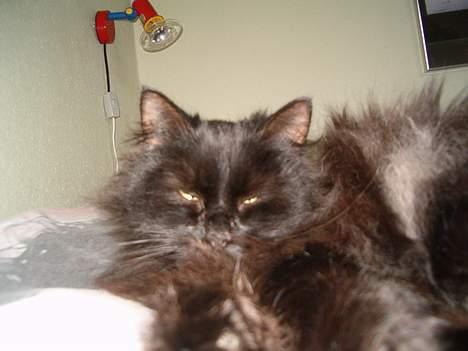 Norsk Skovkat Emma billede 20