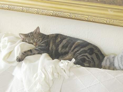 Huskat Silke billede 2