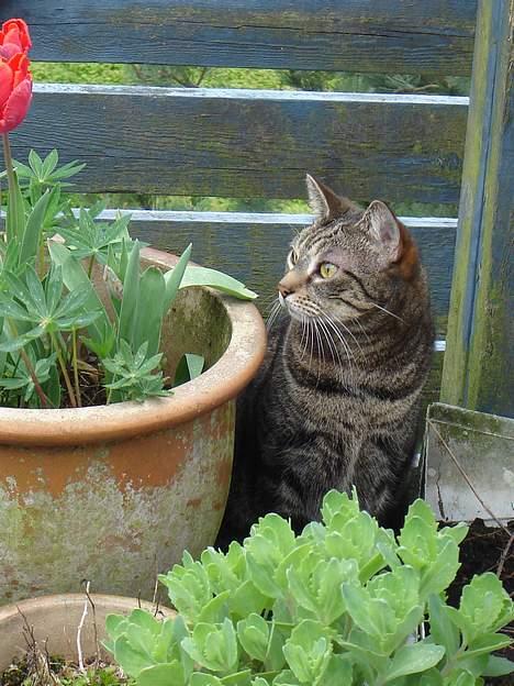 Huskat Silke billede 3