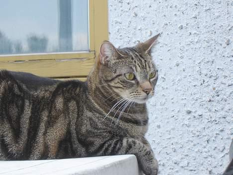 Huskat Silke billede 4