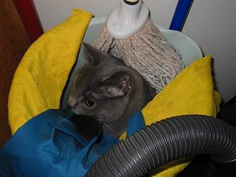 Blanding af racer Mille - troede vi legede gemme... billede 10