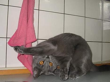 Blanding af racer Mille - hihihi billede 11