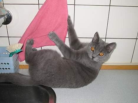 Blanding af racer Mille - bare mor ikk ser hvad jeg laver billede 12