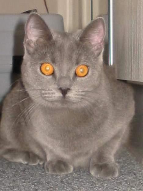 Blanding af racer Mille - holder lige øje med Felix billede 13