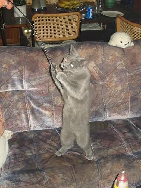 Blanding af racer Mille - fanget... billede 14