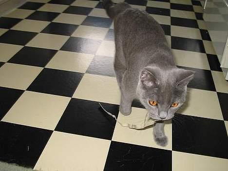 Blanding af racer Mille - bringer da legetøjet tilbage..... billede 15