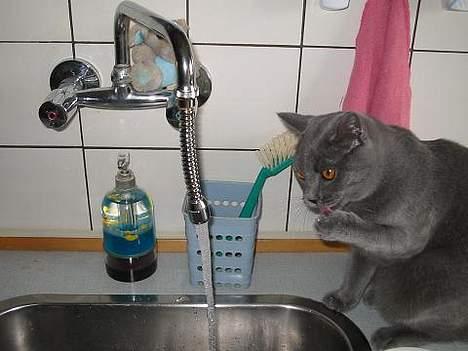 Blanding af racer Mille - fanger vand med poten og slikker så vandet i mig billede 16