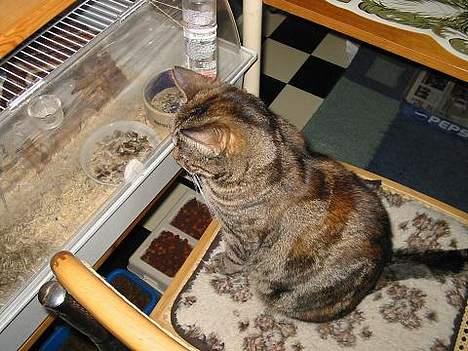 Huskat Disney - ved der er nam nam derinde...men kan ikk få fat på dem billede 6