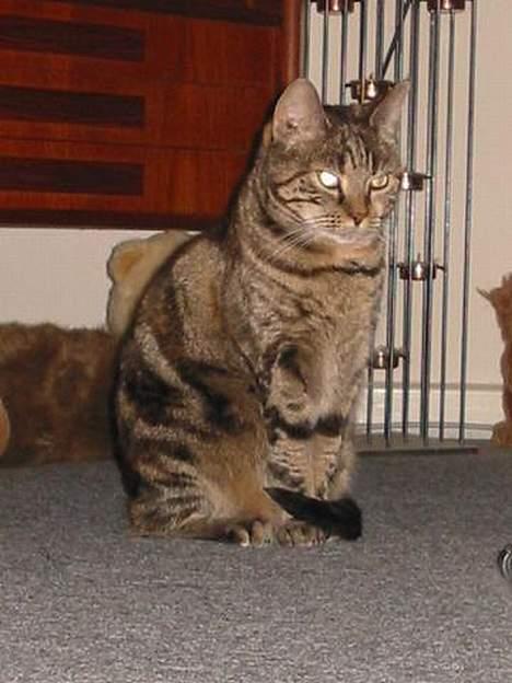 Huskat Disney - hva´ laver de andre nu?? billede 7