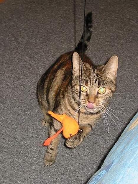 Huskat Disney - mums ville ønske det var en rigtig fisk billede 9