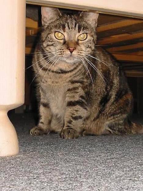 Huskat Disney - her har jeg gemt mig under sengen..hihi billede 10