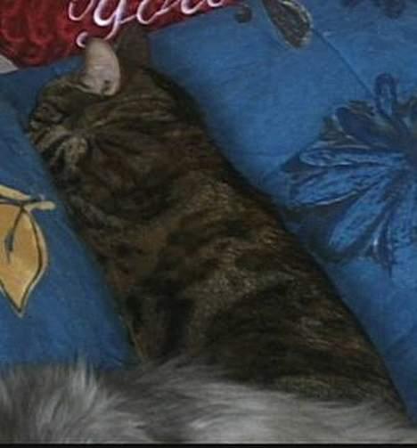 Huskat Disney - træt efter at have leget billede 11