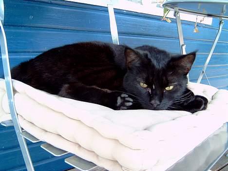 Blanding af racer Pelle Haleløs billede 10