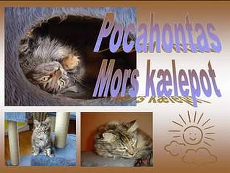 Maine Coon † Pocahontas † - Dette er lavet af Natascha S billede 17