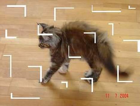 Maine Coon † Pocahontas † - Dette er lavet af Jeannie S billede 18