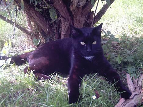 Huskat Store mis - Dejligt at ligge under et træ og slappe af billede 1