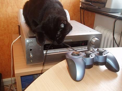 Huskat Store mis - Taget på fersk gerning i min ynglings beskæftigelse.. billede 2