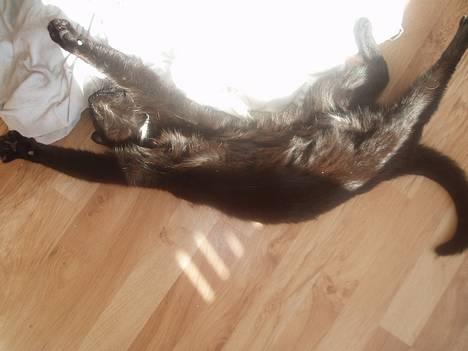 Huskat Store mis - Store Mis soler sig rigtig billede 3