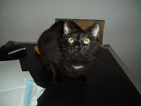 Huskat Store mis - Hunde øjne....??! Store Mis du er jo en kat... billede 4