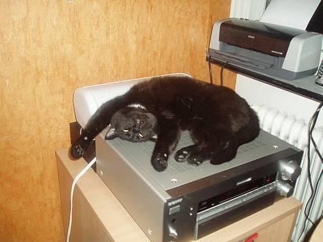 Huskat Store mis - Slapper af igen.. billede 5