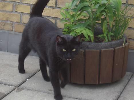 Huskat Store mis - Brokke hoved... billede 6