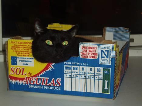 Huskat Store mis billede 7