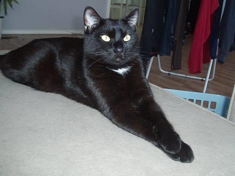 Huskat Store mis - Så nobel med poterne over kors billede 8