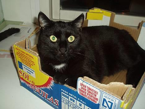 Huskat Store mis - Dejligt at slappe af i en kasse som jeg deler med Fine billede 9