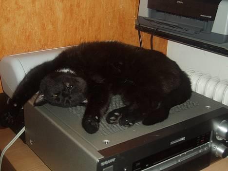 Huskat Store mis - ja ja.. bare tag nogle flere billeder.. du stopper jo aldrig alligevel billede 10