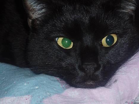 Huskat Store mis - Nam nam.. vand billede 11