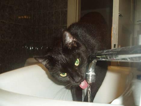 Huskat Store mis - Jeg elsker vand fra vandhanen billede 12