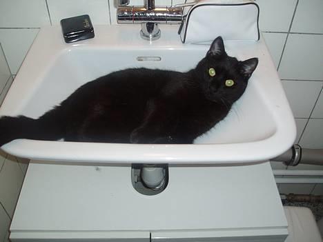 Huskat Store mis - Jeg elsker også at ligge i håndvasken, når jeg ikke står i den og drikke vand billede 13