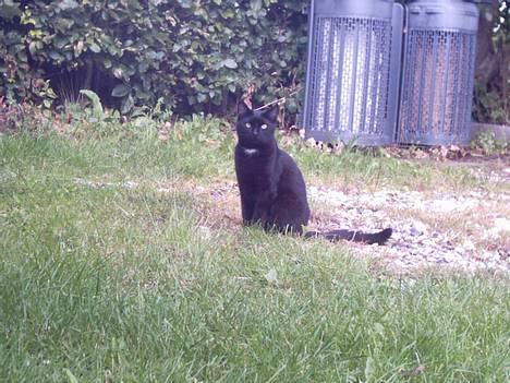 Huskat Store mis - Sidder og kigger lidt i haven billede 14