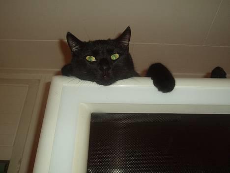 Huskat Store mis - Slapper af med overblik ud over hele køkkenet billede 15