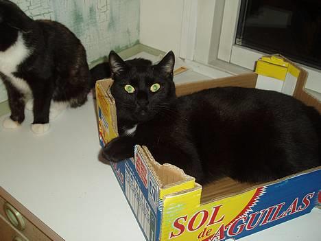 Huskat Store mis - Dele papkassen igen med Fine ved siden af billede 16