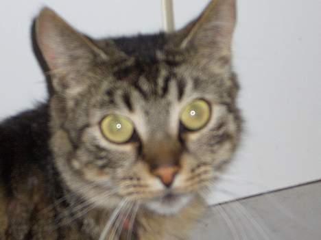 Blanding af racer Joachim billede 7