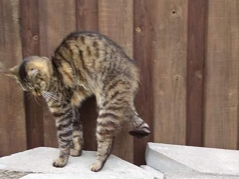 Blanding af racer Joachim billede 8