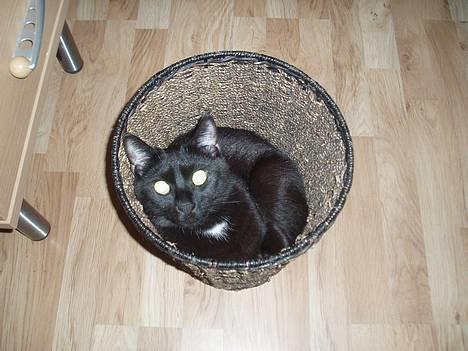 Huskat Store mis - Så er jeg sørme havnet i en skraldespanden billede 17