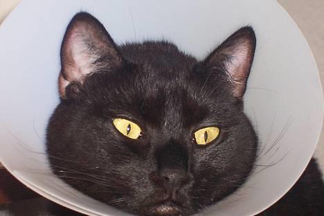 Huskat Store mis - Er det ikke synd for mig?! billede 18