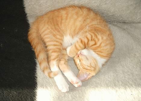 Huskat Garfield - zzzzz billede 15