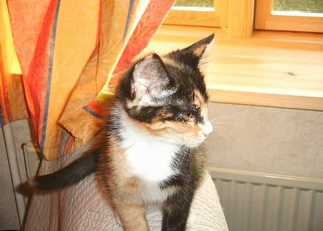 Huskat Gizmo - Hvem sagde noget? billede 7