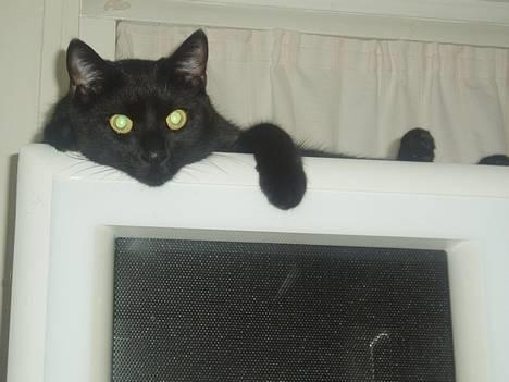 Huskat Store mis - Atter et godt overblik billede 19