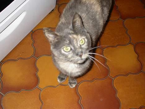 Huskat Ramphoshus - Her er den lille skaht <´33 billede 1