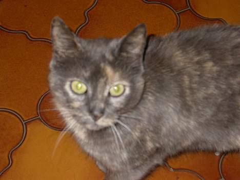 Huskat Ramphoshus - Hun tiger efter mad billede 2