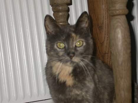 Huskat Ramphoshus - Smukke ;) billede 3