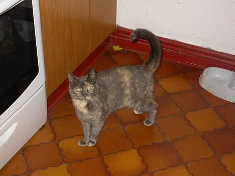 Huskat Ramphoshus - Hun vil have mad.. billede 4