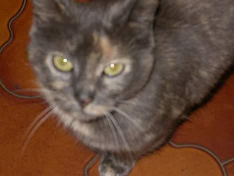 Huskat Ramphoshus - Haii! billede 5