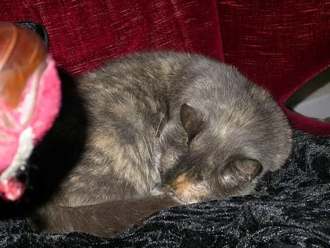 Huskat Ramphoshus - Mand! Jeg er doven! billede 7